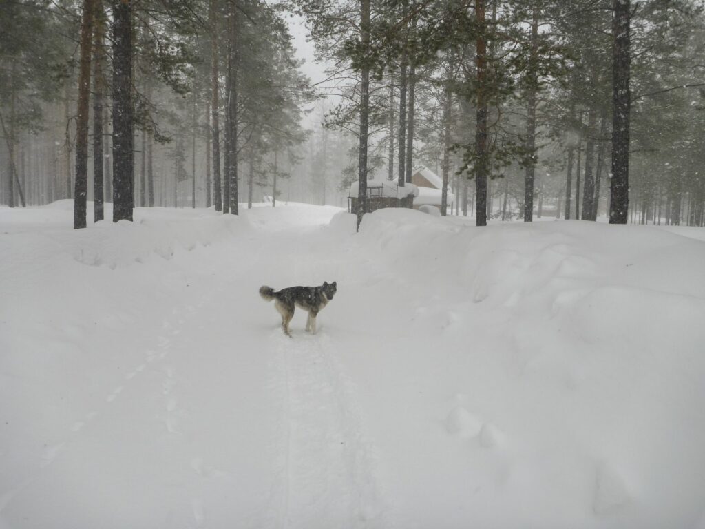 snowfall and husky dog on the road at Zotto