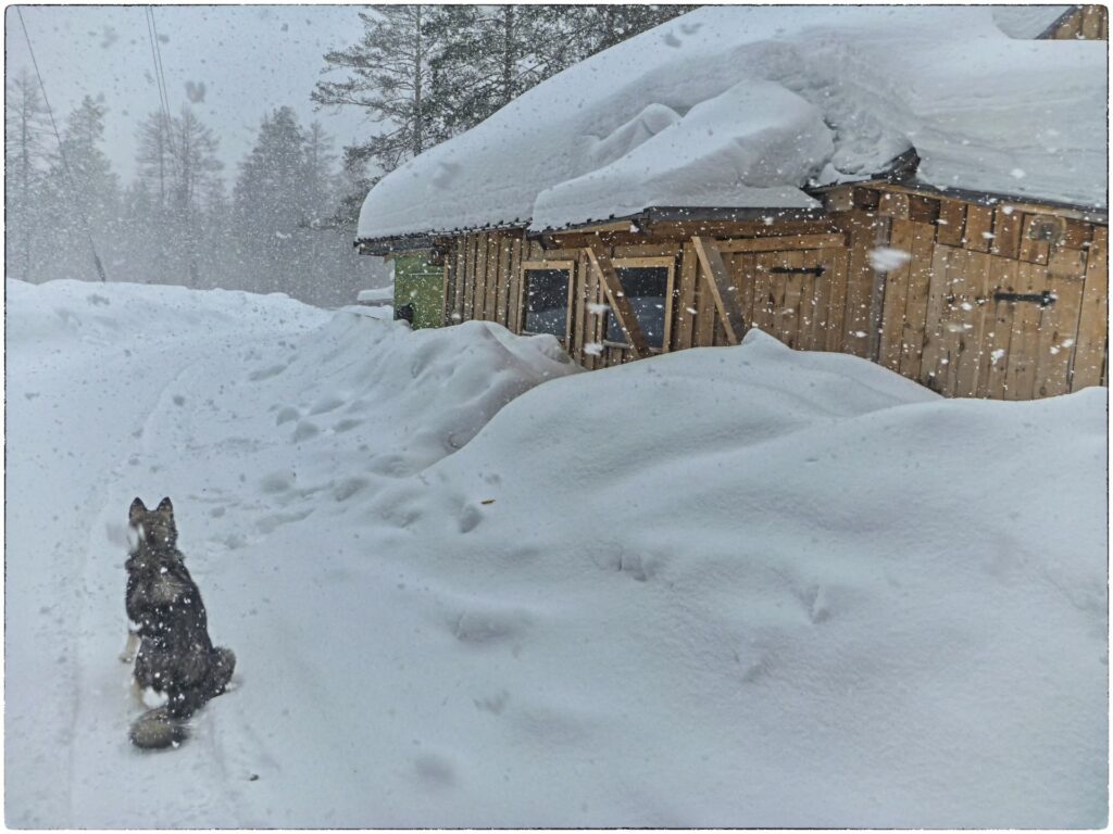 dog and fresh falling snow at Zotto station