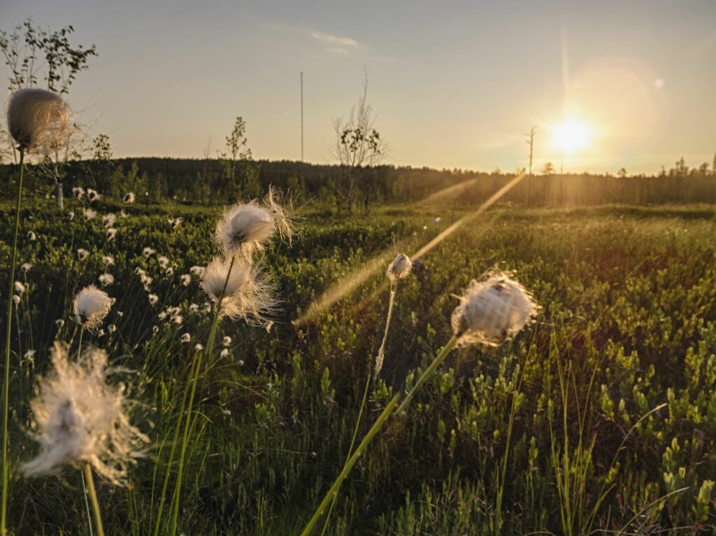 cotton in front of a grat sunset in the siberian taiga around Zotino