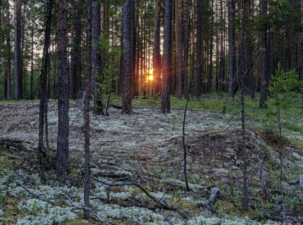 sunset in the Siberian Taiga in a coniferous forest full of mosses near Zotino