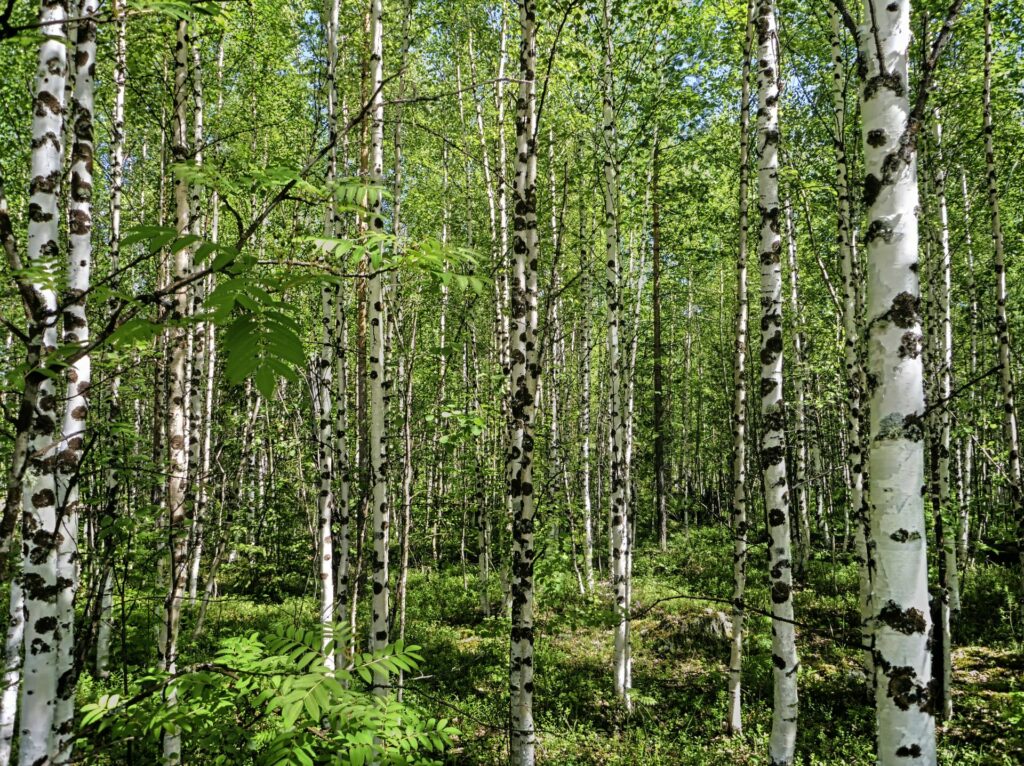 siberian forest of young birches in spring