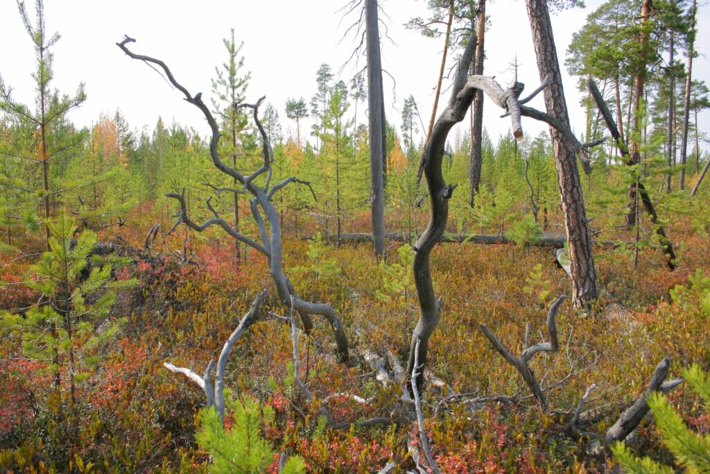 dead wood and little trees in autumn