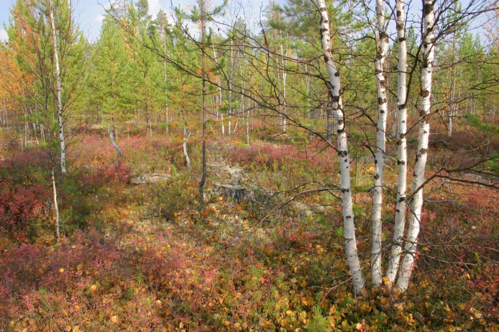 birch quadruplet in a young forest in the siberian Taiga in autumn