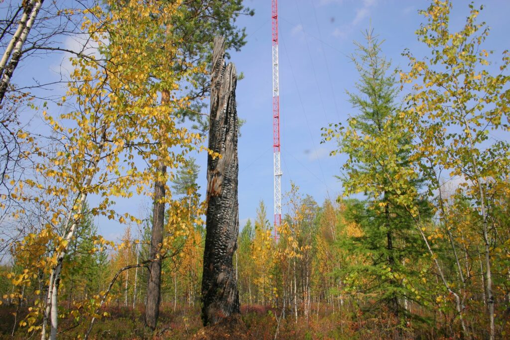 young forest around tower with burned dead tree in autumn