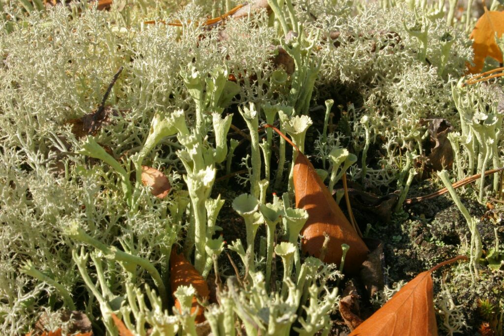 close up trumpet lichen in SIberia