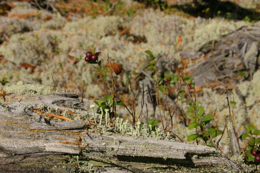 berriers in the Siberian Taiga near ZOTTO