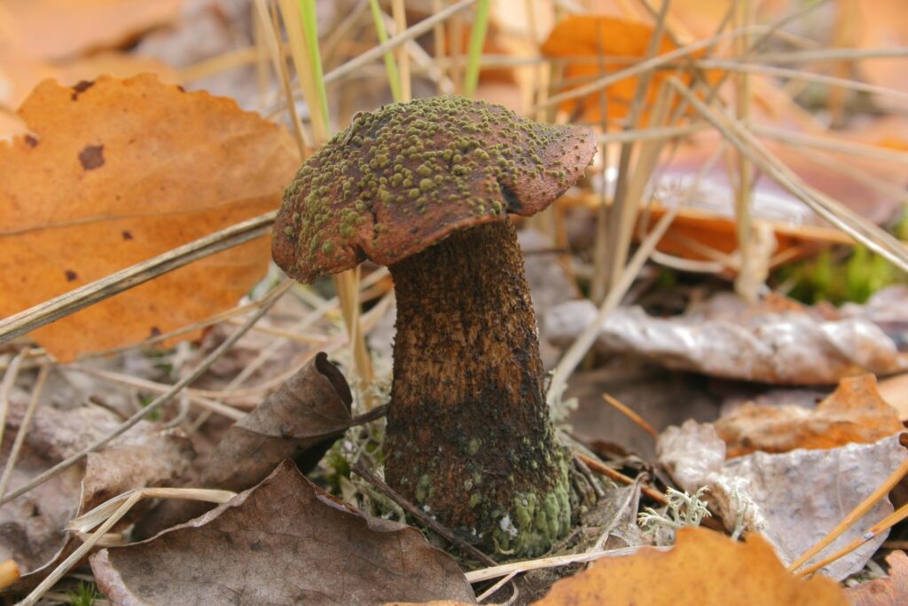 mouldy mushroom near ZOTTO