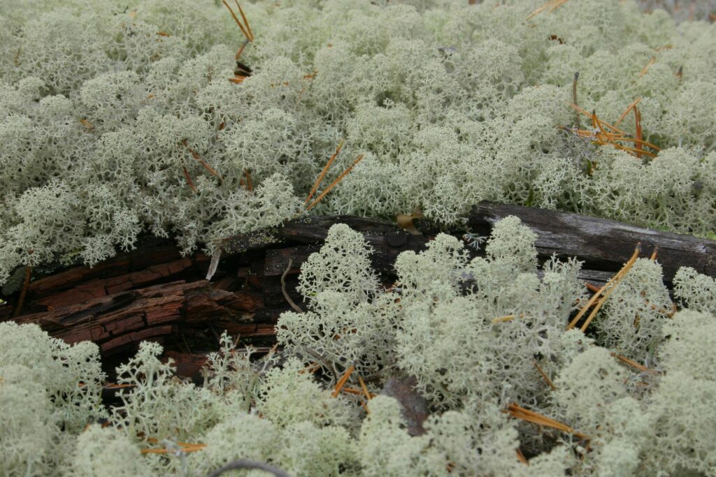 lichens near ZOTTO