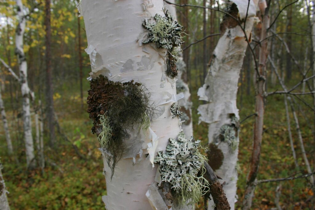 birch with lichens near ZOTTO