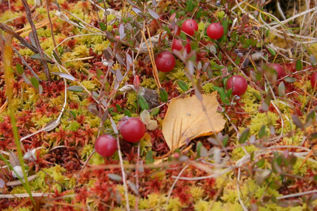 berries and moss near ZOTTO