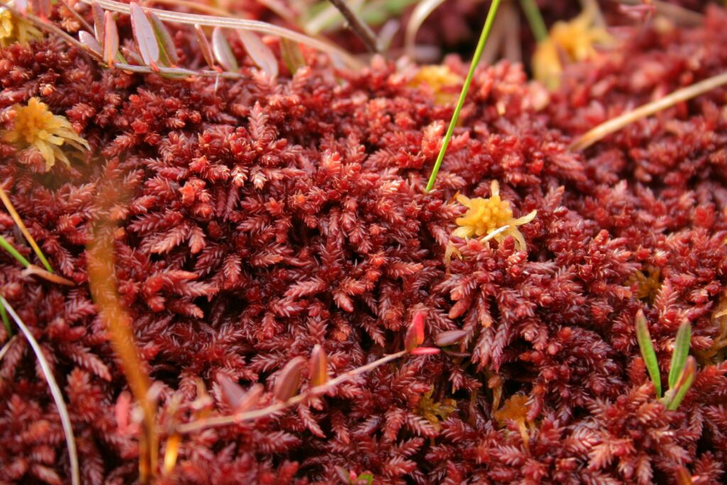 red moss near ZOTTO