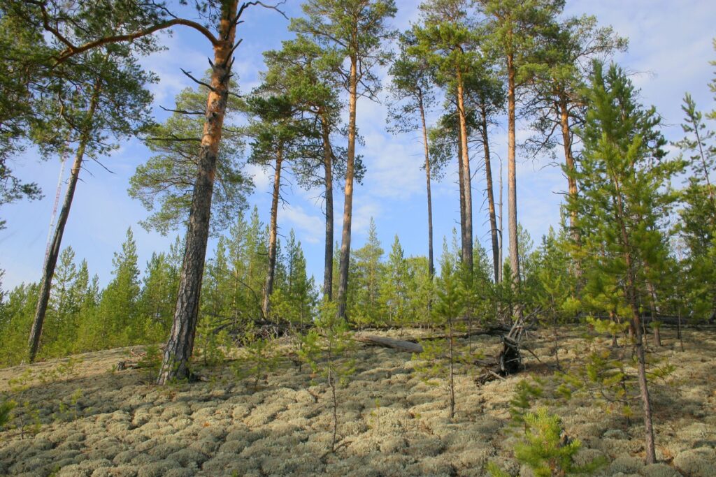 beautiful Taiga near Jenissei River