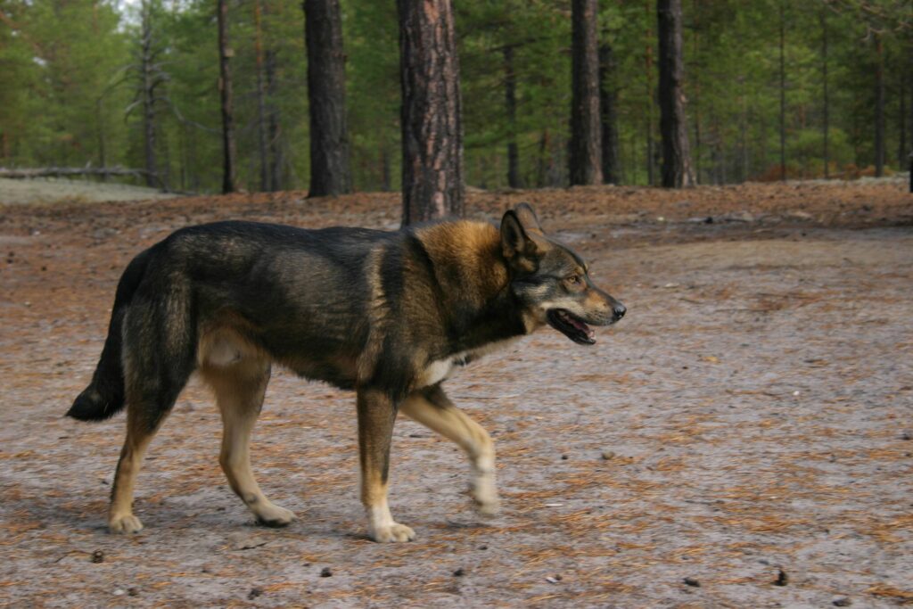 male dog siberian Taiga