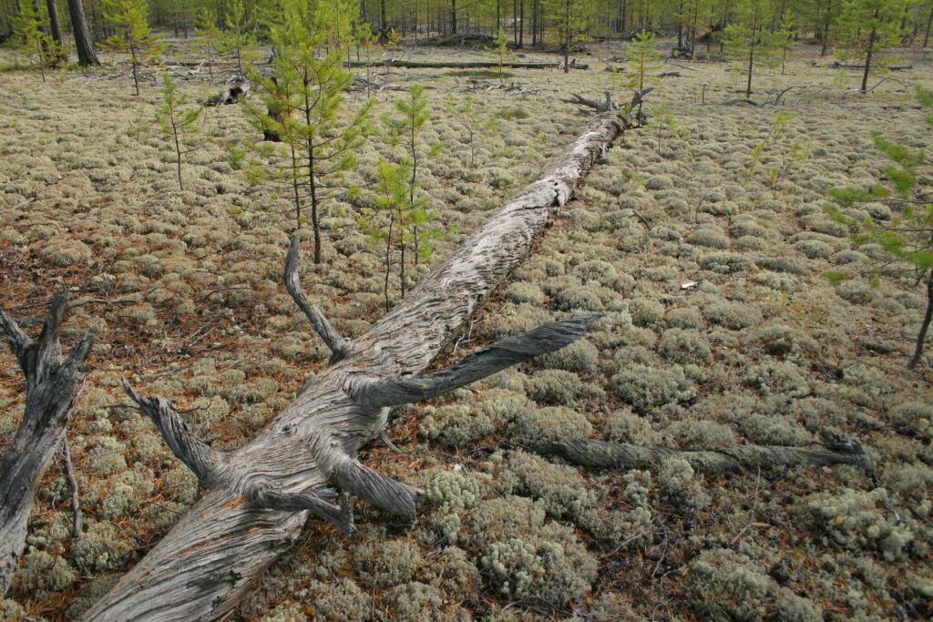 dead tree on the lichens coverd groundin the siberian Taiga