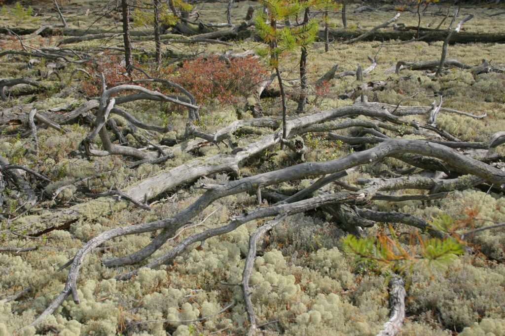 lots of deadtrees on the grouns with lichens an berries in the siberian taiga