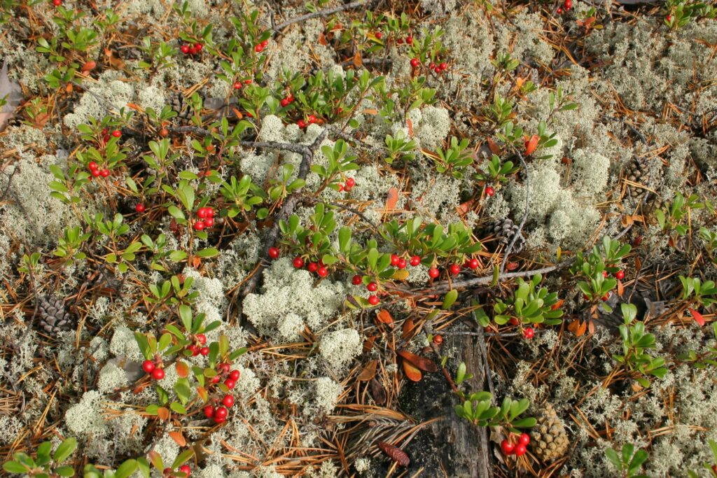 lichens, berries and pinecone in the siberian Taiga