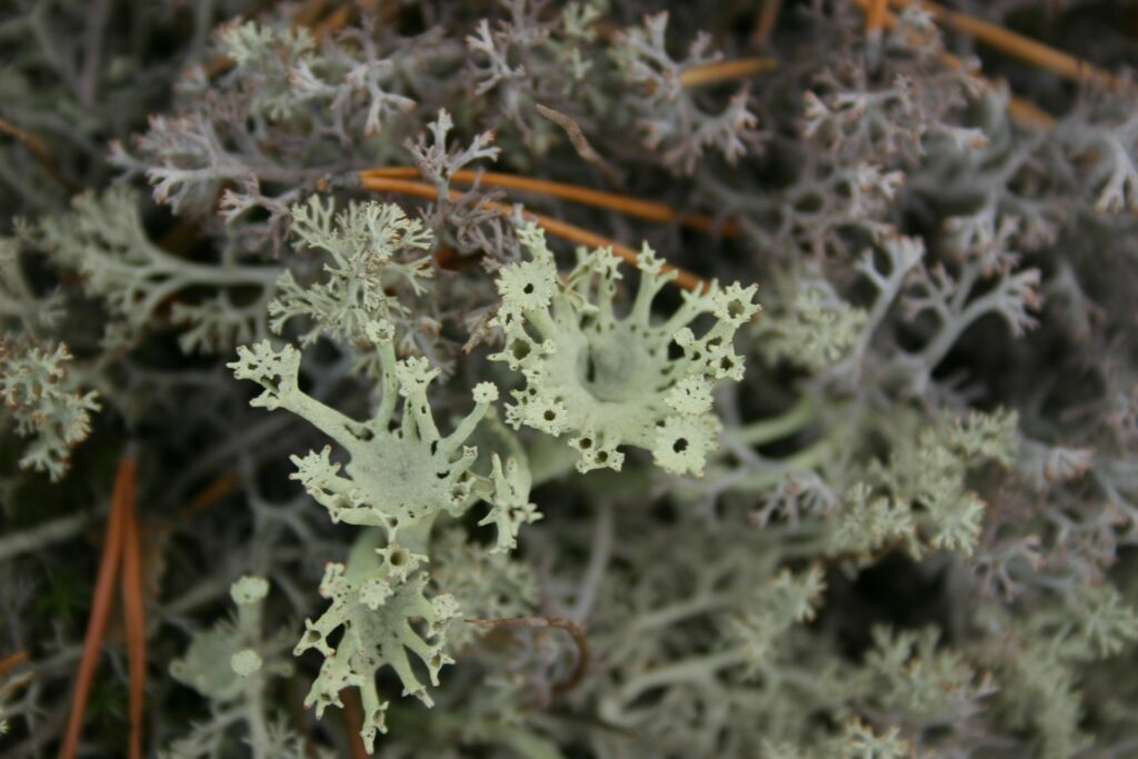 wonderfully ramified lichens in Siberia