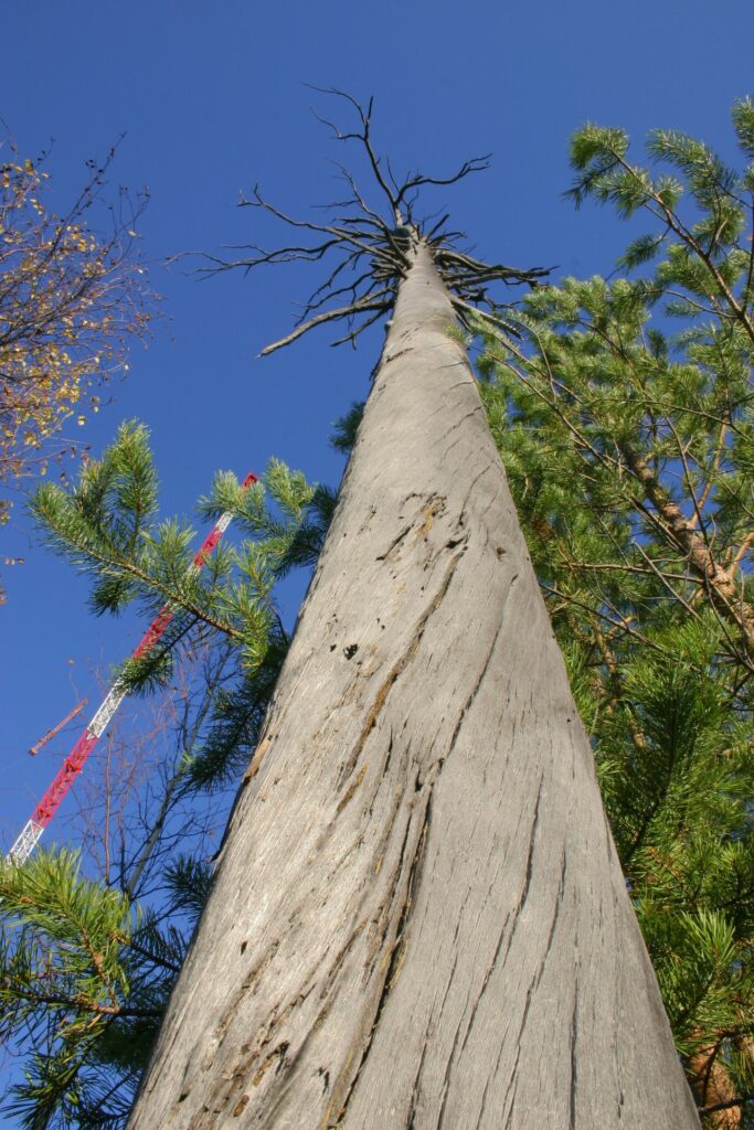 big winding dead tree next to tower in front of blue sky