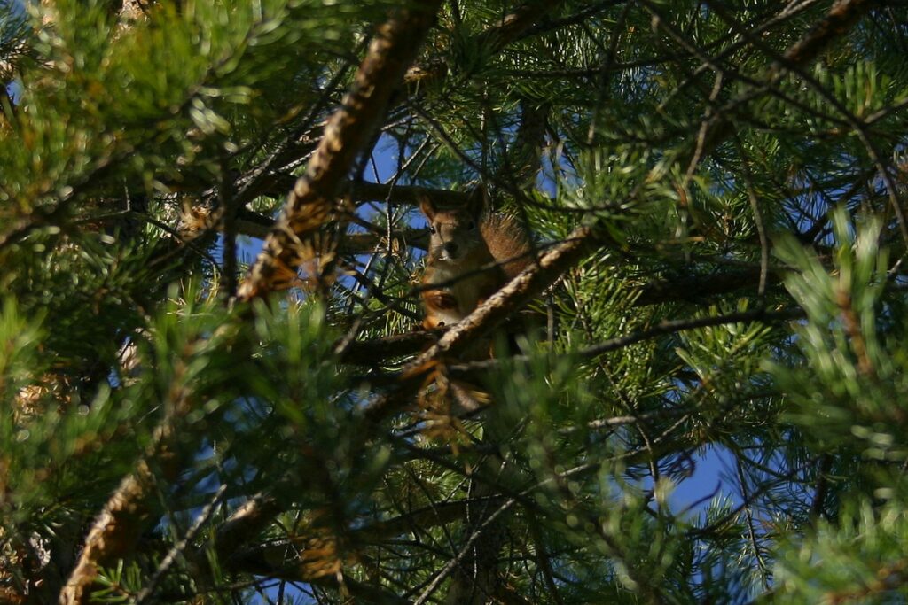 red squirrel sitting in a pinus tree-Taiga