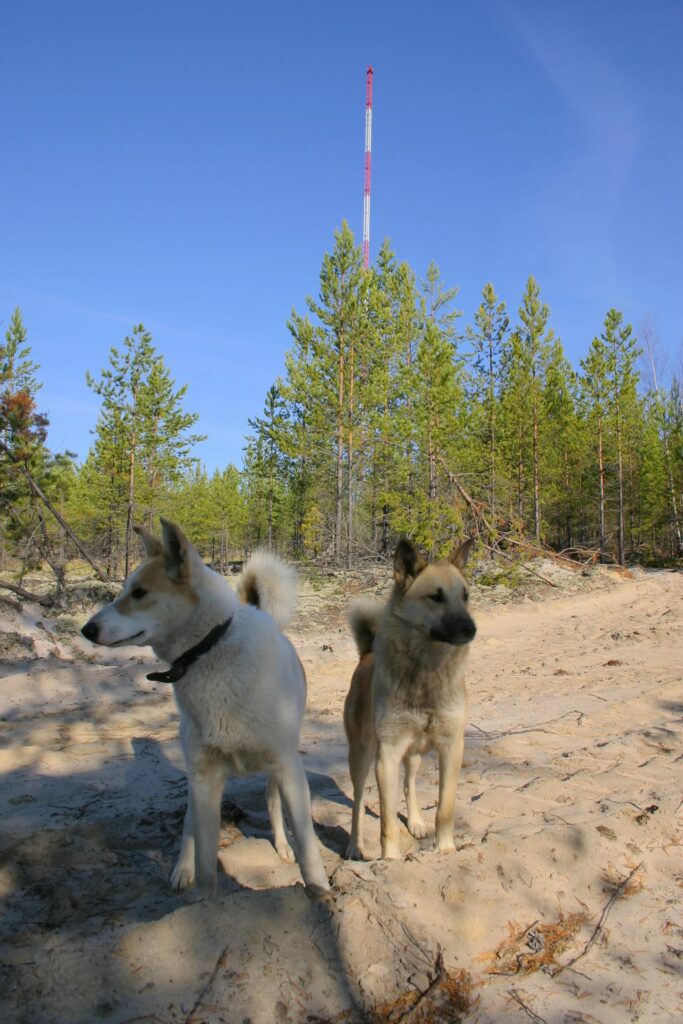 two yellow dogs in front of the far away tall tower in Siberia