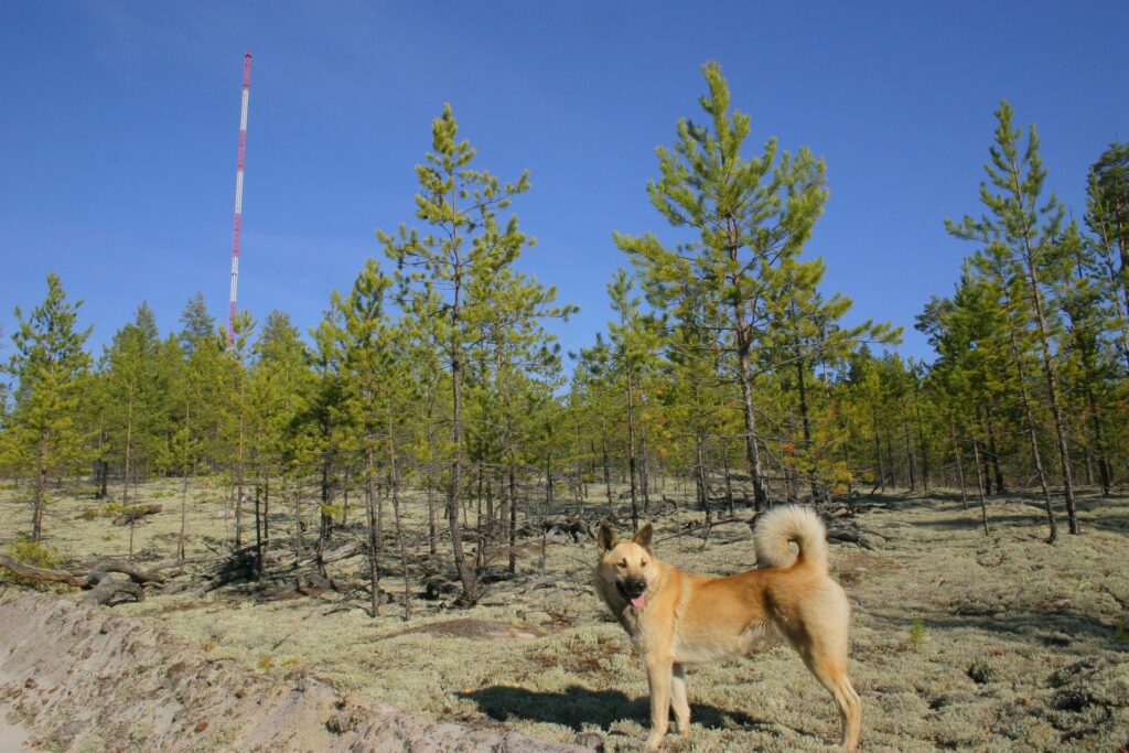 bright dog in front of forest and tower with blue sky