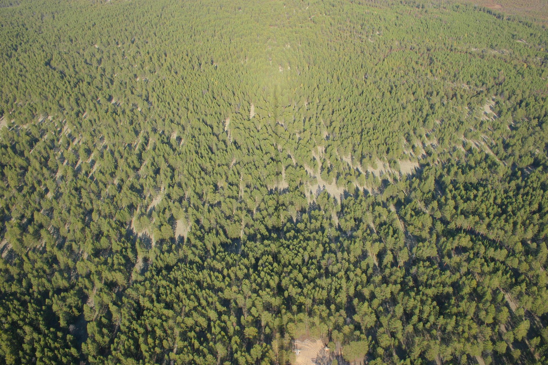 Talltower shadow in the wood