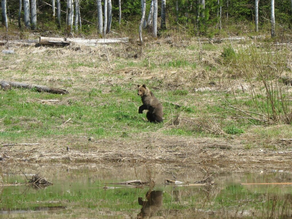 bear at the river Yenisei