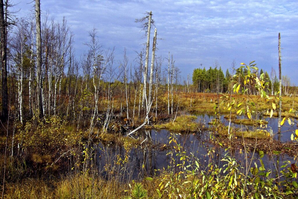 swamp in autumn in the ZOTTO region